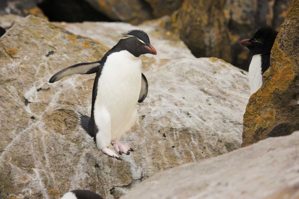 Wall Art Painting id:128143, Name: New Island Rockhopper penguin in midair, Artist: Grall, Don