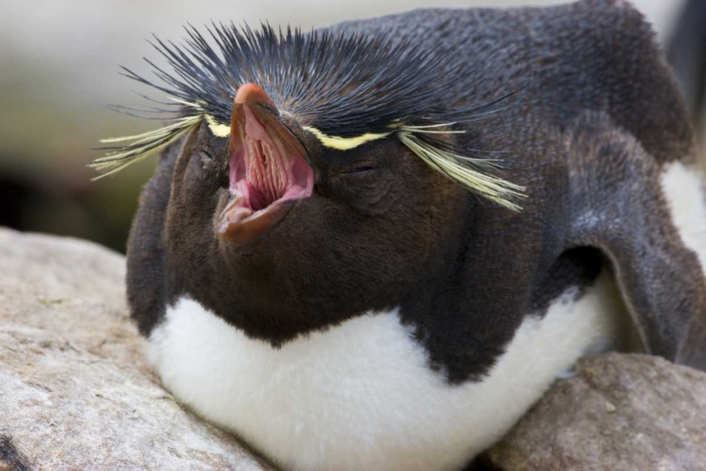 Wall Art Painting id:128375, Name: New Island Rockhopper penguin yawns on its nest, Artist: Grall, Don