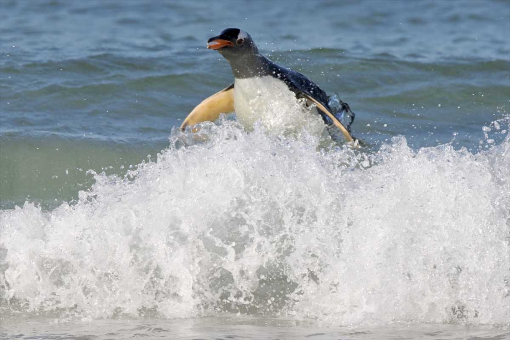 Wall Art Painting id:126955, Name: Saunders Island Gentoo penguin emerges from sea, Artist: Anon, Josh