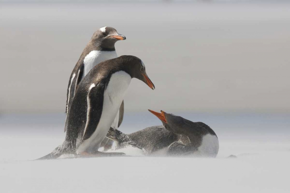 Wall Art Painting id:126953, Name: Saunders Island Gentoo penguins in a sand storm, Artist: Anon, Josh