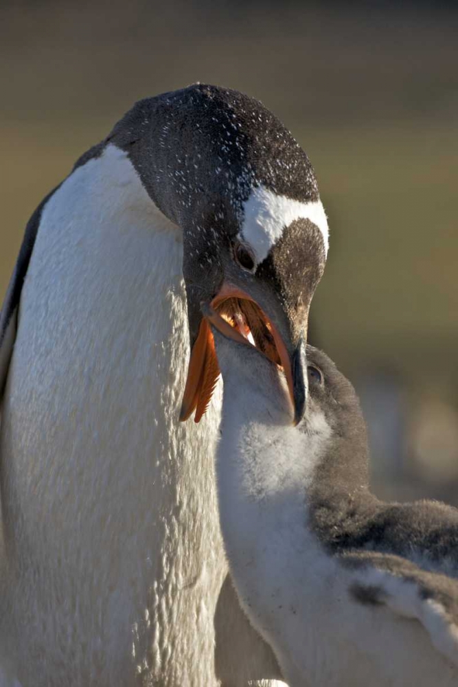 Wall Art Painting id:126951, Name: Saunders Island Gentoo penguin feeds its chick, Artist: Anon, Josh
