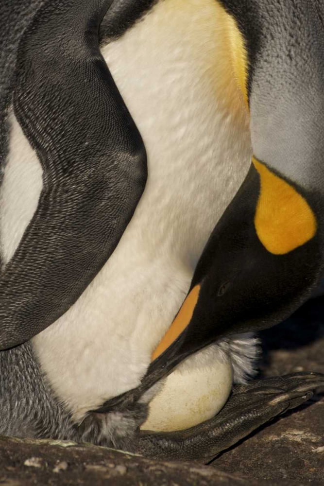 Wall Art Painting id:126931, Name: Saunders Island A king penguin with egg, Artist: Anon, Josh