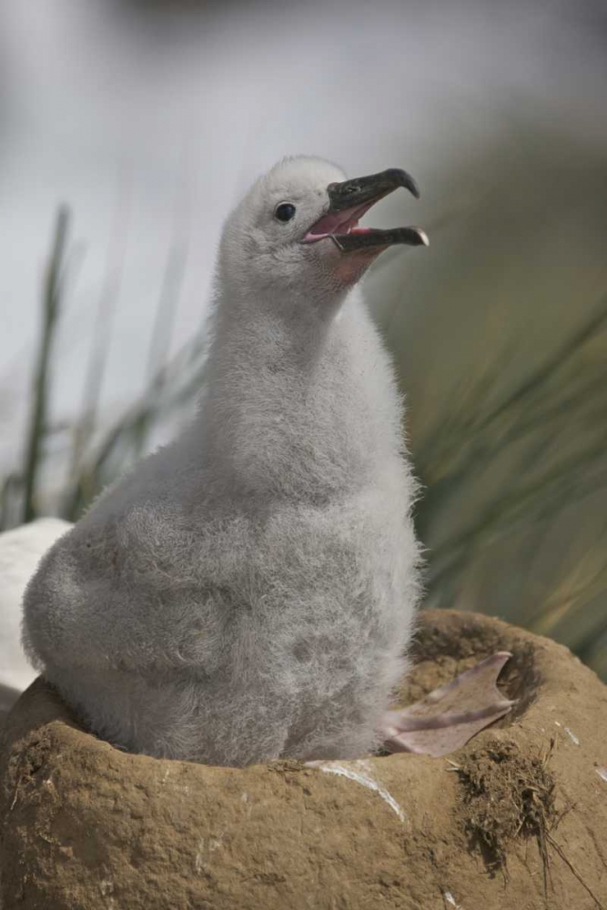 Wall Art Painting id:126942, Name: Saunders Island A juvenile albatross calling, Artist: Anon, Josh