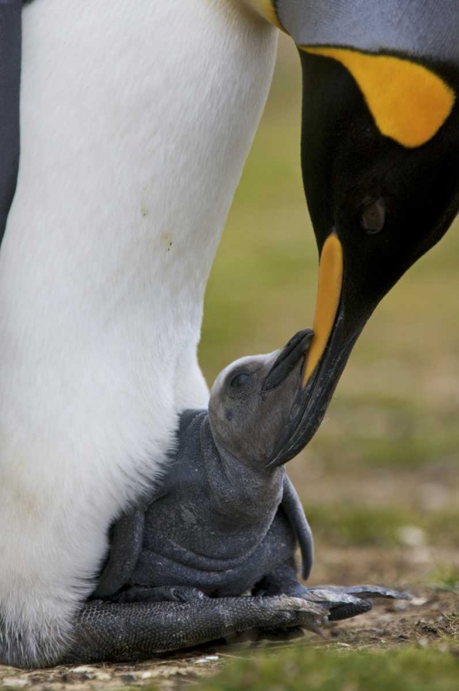 Wall Art Painting id:126944, Name: Volunteer Point King penguin nuzzles its baby, Artist: Anon, Josh