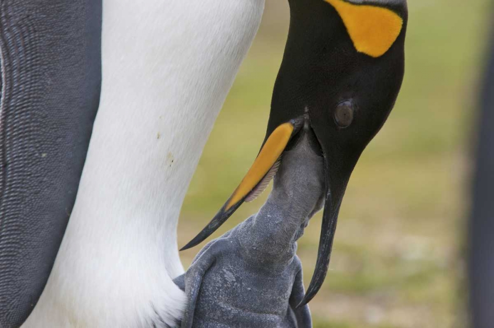 Wall Art Painting id:126950, Name: Volunteer Point A king penguin feeds its chick, Artist: Anon, Josh
