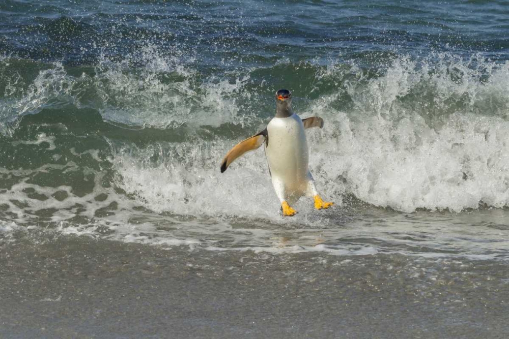 Wall Art Painting id:129705, Name: Sea Lion Island Gentoo penguin surfing on shore, Artist: Illg, Cathy and Gordon