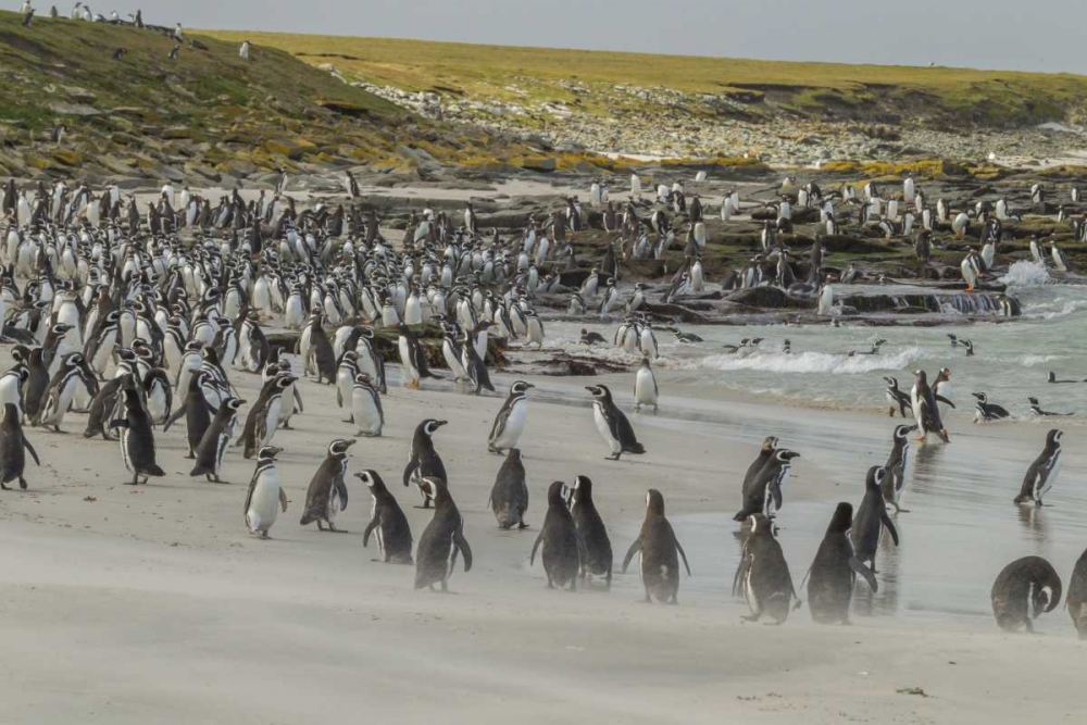 Wall Art Painting id:129313, Name: Bleaker Island Magellanic and Gentoo penguins, Artist: Illg, Cathy and Gordon