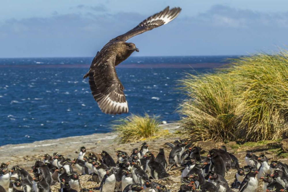 Wall Art Painting id:129863, Name: Bleaker Island Falkland skua over penguin colony, Artist: Illg, Cathy and Gordon