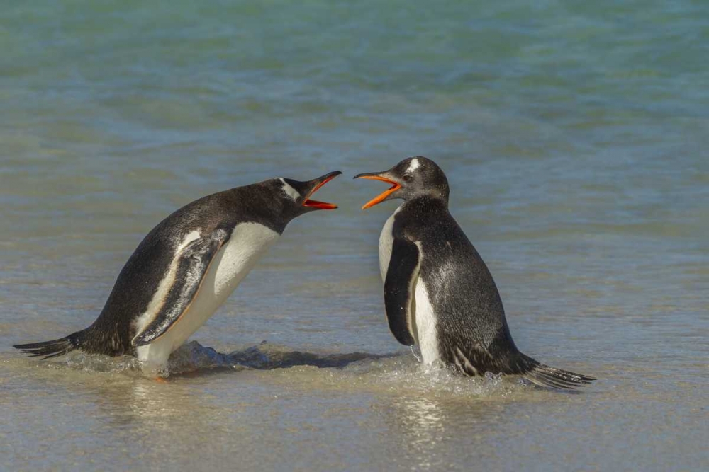 Wall Art Painting id:128840, Name: Bleaker Island Gentoo penguins arguing, Artist: Illg, Cathy and Gordon