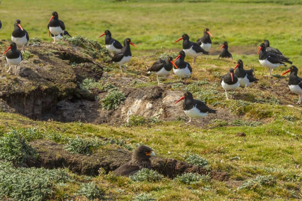 Wall Art Painting id:129866, Name: Carcass Island Magellanic oystercatchers on edge, Artist: Illg, Cathy and Gordon