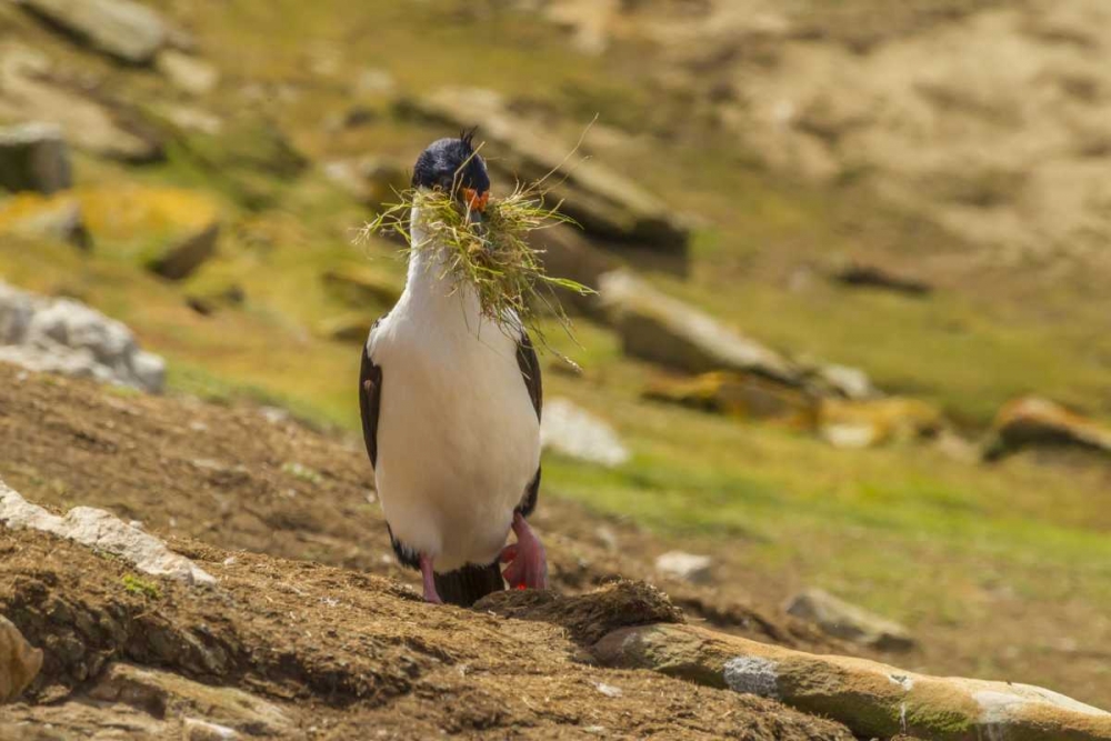 Wall Art Painting id:129713, Name: Carcass Island Imperial shag with nest material, Artist: Illg, Cathy and Gordon