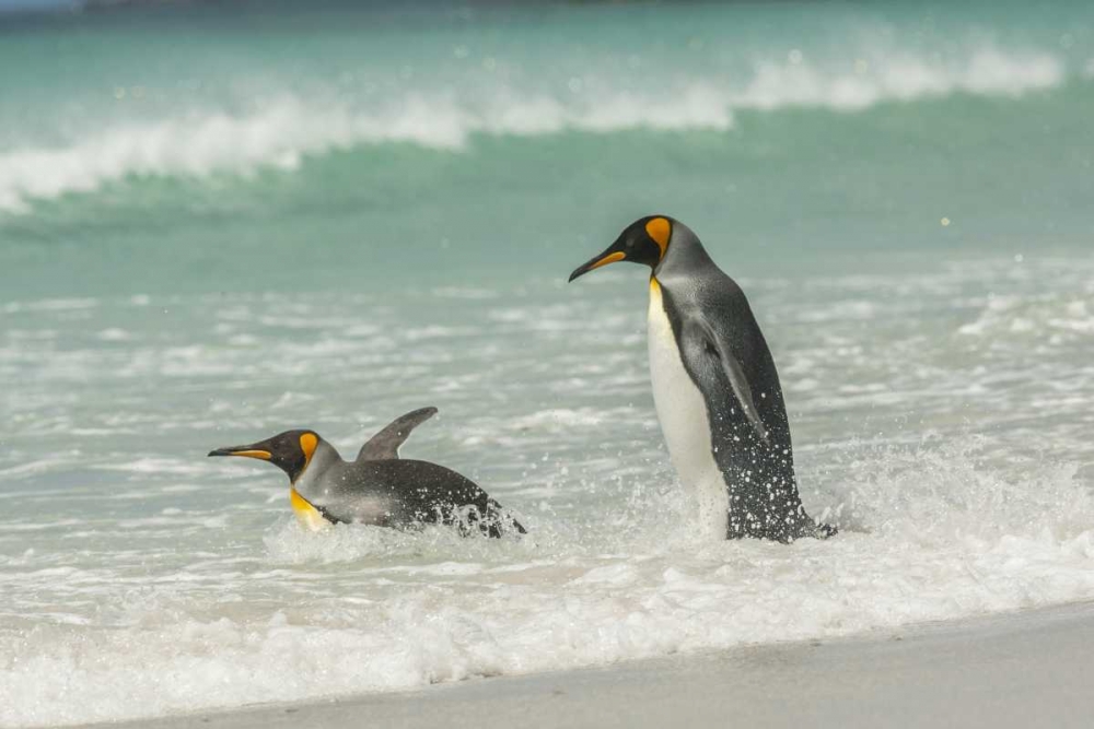 Wall Art Painting id:128948, Name: East Falkland King penguins in beach surf, Artist: Illg, Cathy and Gordon