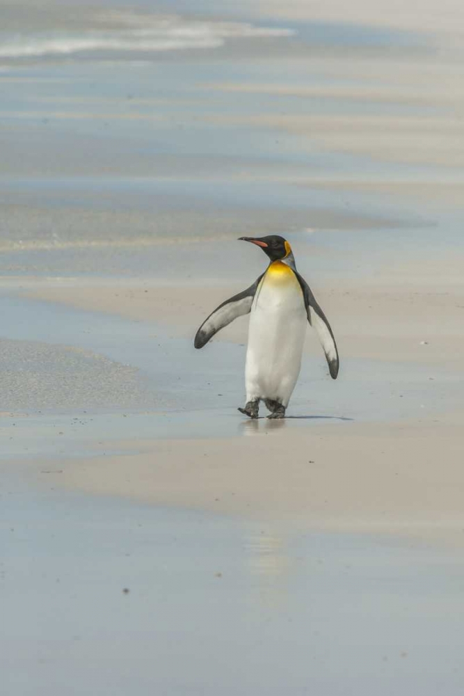 Wall Art Painting id:129084, Name: East Falkland King penguin walking on beach, Artist: Illg, Cathy and Gordon