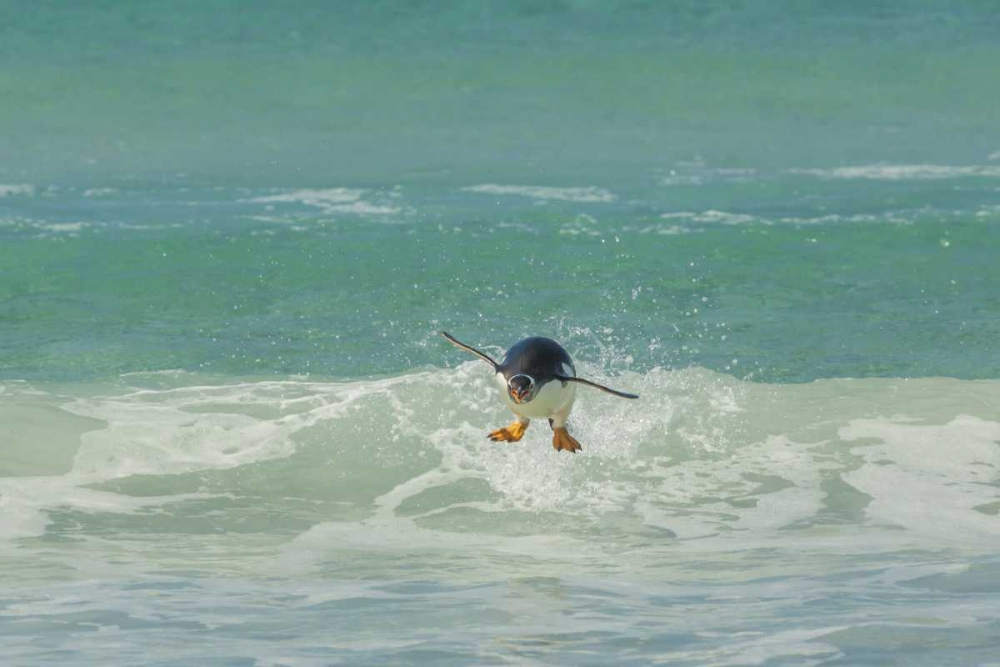 Wall Art Painting id:129189, Name: East Falkland Gentoo penguin leaping in surf, Artist: Illg, Cathy and Gordon