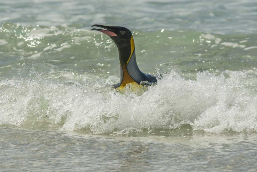 Wall Art Painting id:128791, Name: East Falkland King penguin in surf, Artist: Illg, Cathy and Gordon