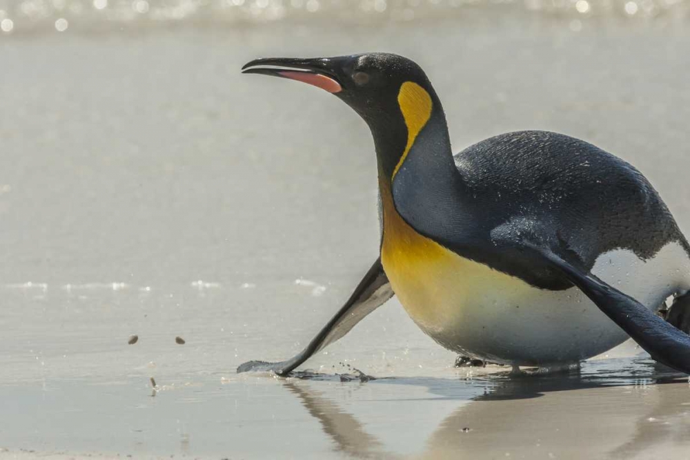 Wall Art Painting id:128801, Name: East Falkland King penguin on beach, Artist: Illg, Cathy and Gordon