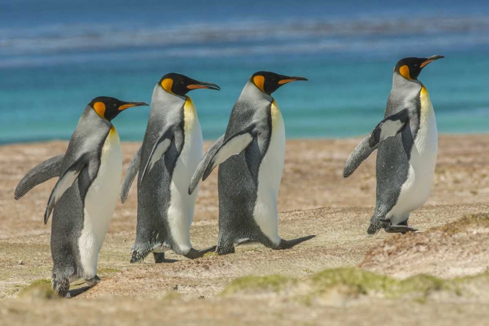 Wall Art Painting id:128802, Name: East Falkland King penguins walking, Artist: Illg, Cathy and Gordon