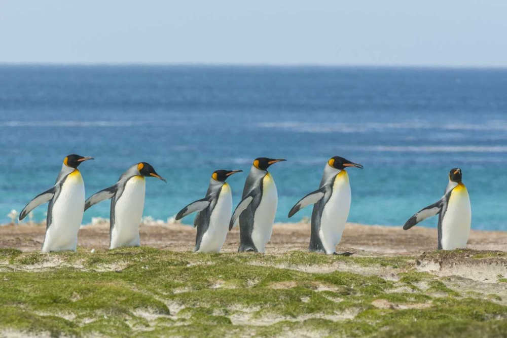 Wall Art Painting id:128803, Name: East Falkland King penguins walking, Artist: Illg, Cathy and Gordon