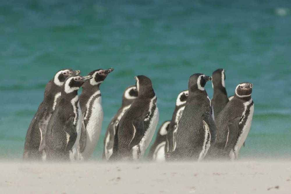 Wall Art Painting id:129096, Name: Bleaker Island Gentoo penguins on the beach, Artist: Illg, Cathy and Gordon