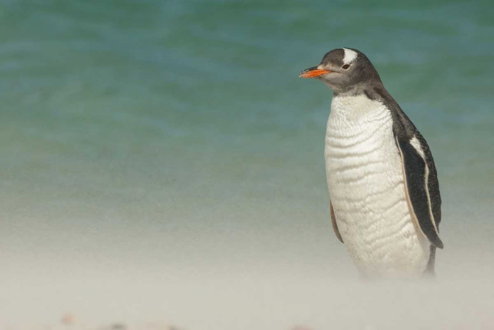 Wall Art Painting id:129001, Name: Bleaker Island Gentoo penguin on the beach, Artist: Illg, Cathy and Gordon