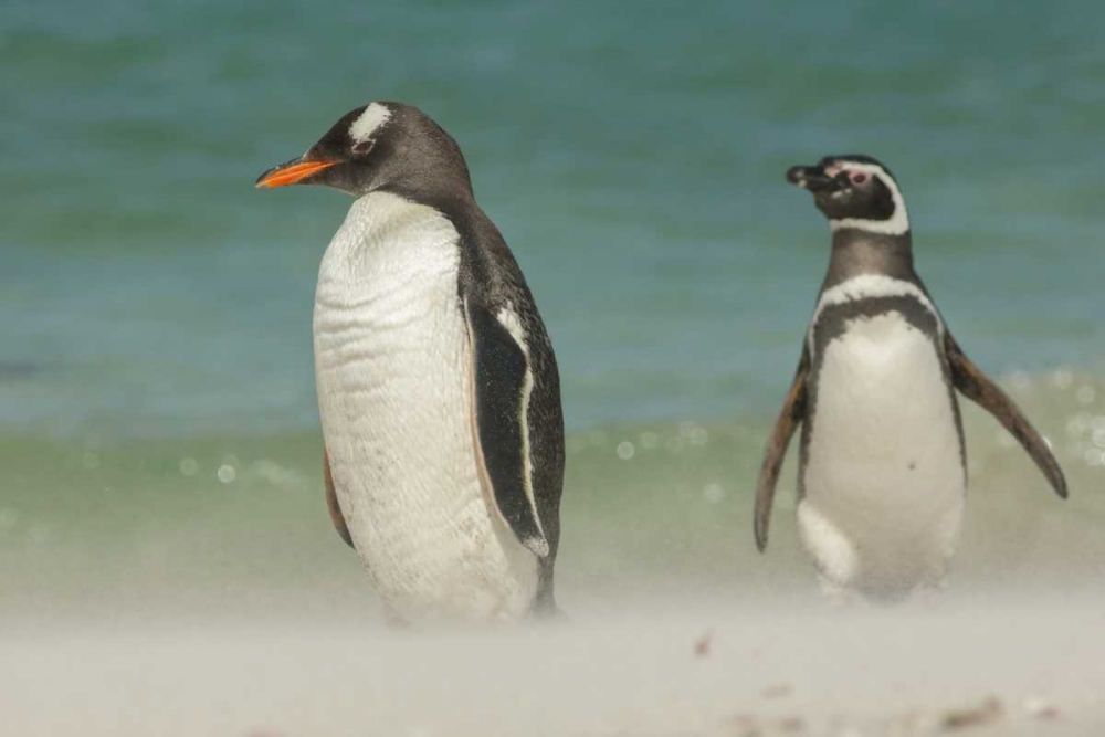 Wall Art Painting id:129097, Name: Bleaker Island Gentoo penguins on the beach, Artist: Illg, Cathy and Gordon