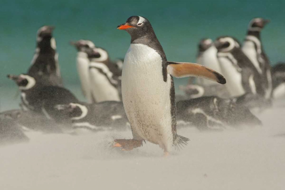 Wall Art Painting id:129702, Name: Bleaker Island Gentoo penguins and blowing sand, Artist: Illg, Cathy and Gordon