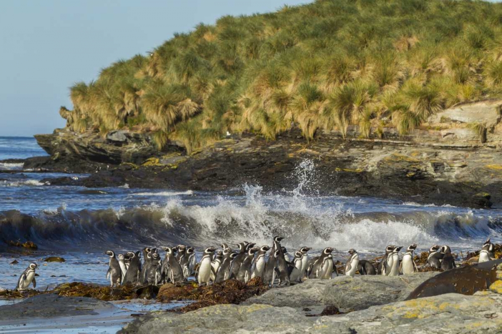 Wall Art Painting id:129156, Name: Sea Lion Island Magellanic penguins and surf, Artist: Illg, Cathy and Gordon