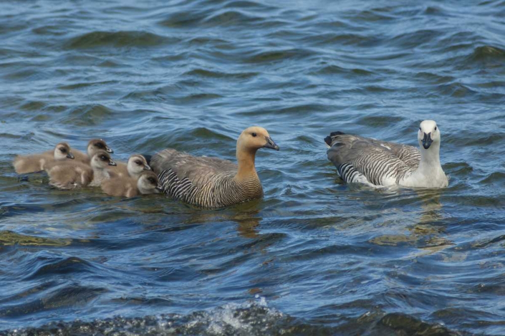 Wall Art Painting id:129072, Name: Bleaker Island Upland goose family swimming, Artist: Illg, Cathy and Gordon