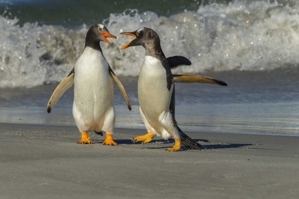 Wall Art Painting id:129834, Name: Sea Lion Island Gentoo penguins arguing on beach, Artist: Illg, Cathy and Gordon