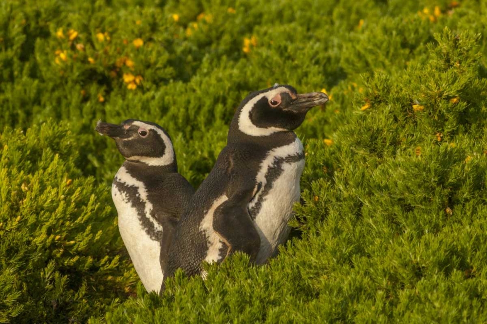 Wall Art Painting id:128790, Name: Carcass Island Magellanic penguins, Artist: Illg, Cathy and Gordon