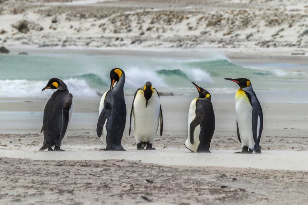 Wall Art Painting id:128815, Name: East Falkland King penguins on beach, Artist: Illg, Cathy and Gordon