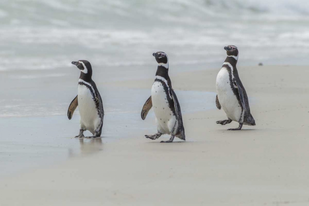 Wall Art Painting id:128999, Name: East Falkland Magellanic penguins on beach, Artist: Illg, Cathy and Gordon