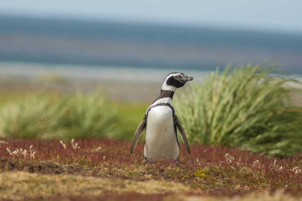 Wall Art Painting id:129074, Name: Sea Lion Island Solitary Magellanic penguin, Artist: Illg, Cathy and Gordon