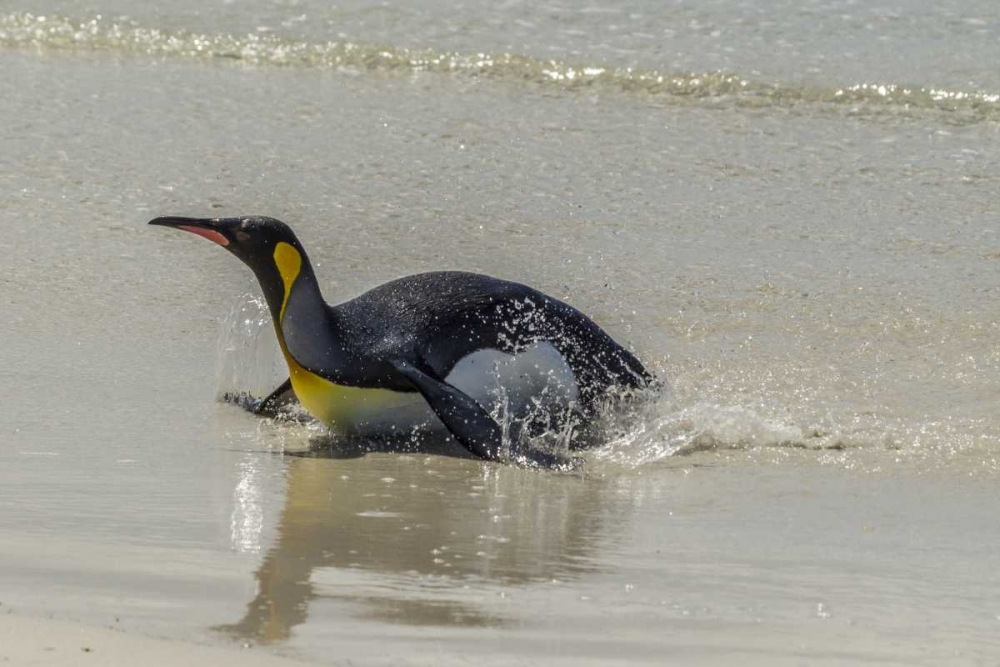 Wall Art Painting id:128805, Name: East Falkland King penguin on beach, Artist: Illg, Cathy and Gordon