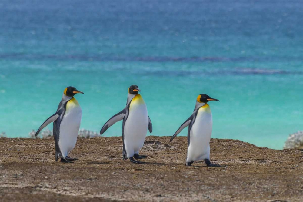 Wall Art Painting id:128806, Name: East Falkland King penguins walking, Artist: Illg, Cathy and Gordon