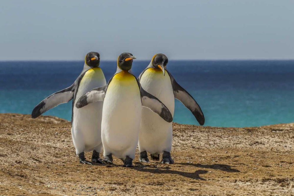 Wall Art Painting id:129187, Name: East Falkland, Volunteer Point King penguins, Artist: Illg, Cathy and Gordon