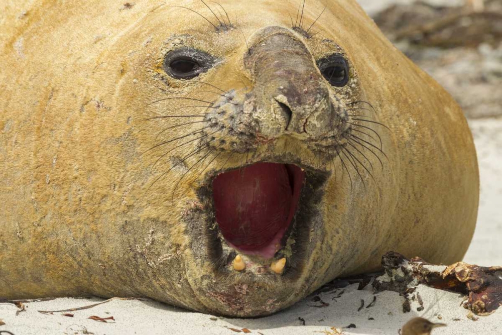 Wall Art Painting id:128842, Name: Sea Lion Island Southern elephant seal, Artist: Illg, Cathy and Gordon