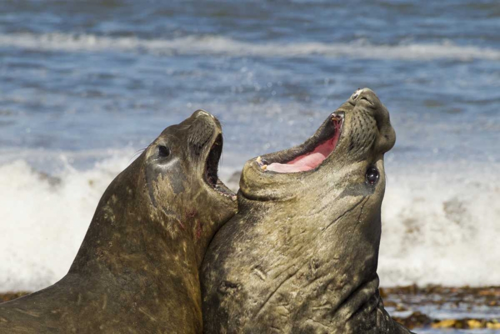 Wall Art Painting id:129838, Name: Sea Lion Island Southern elephant seals fighting, Artist: Illg, Cathy and Gordon