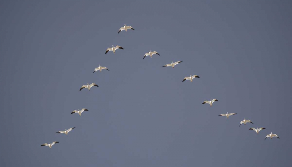 Wall Art Painting id:131023, Name: Snow geese flying in V formation, Artist: Morris, Arthur