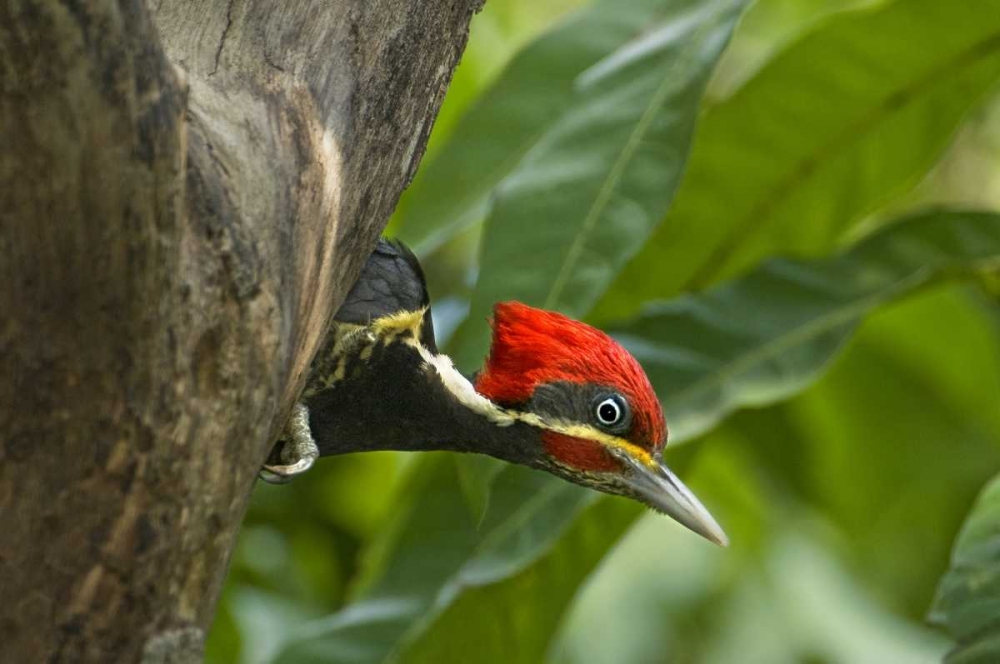 Wall Art Painting id:135899, Name: Mexico, Tamaulipas Lineated woodpecker in nest, Artist: Welling, Dave