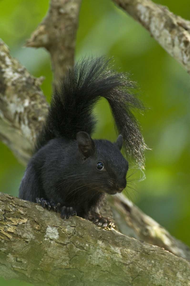 Wall Art Painting id:135936, Name: Mexico, Tamaulipas Curious red-bellied squirrel, Artist: Welling, Dave