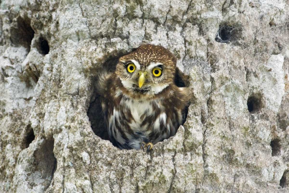 Wall Art Painting id:135957, Name: Mexico, Tamaulipas Ferruginous pygmy owl in nest, Artist: Welling, Dave