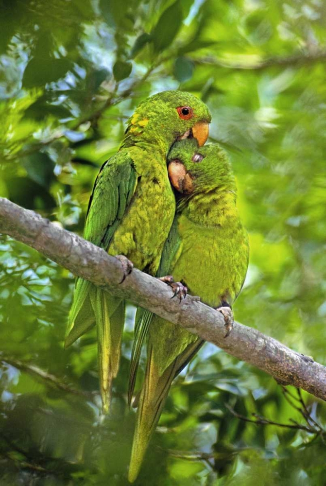 Wall Art Painting id:135958, Name: Mexico, Tamaulipas Pair of green parakeets preen, Artist: Welling, Dave