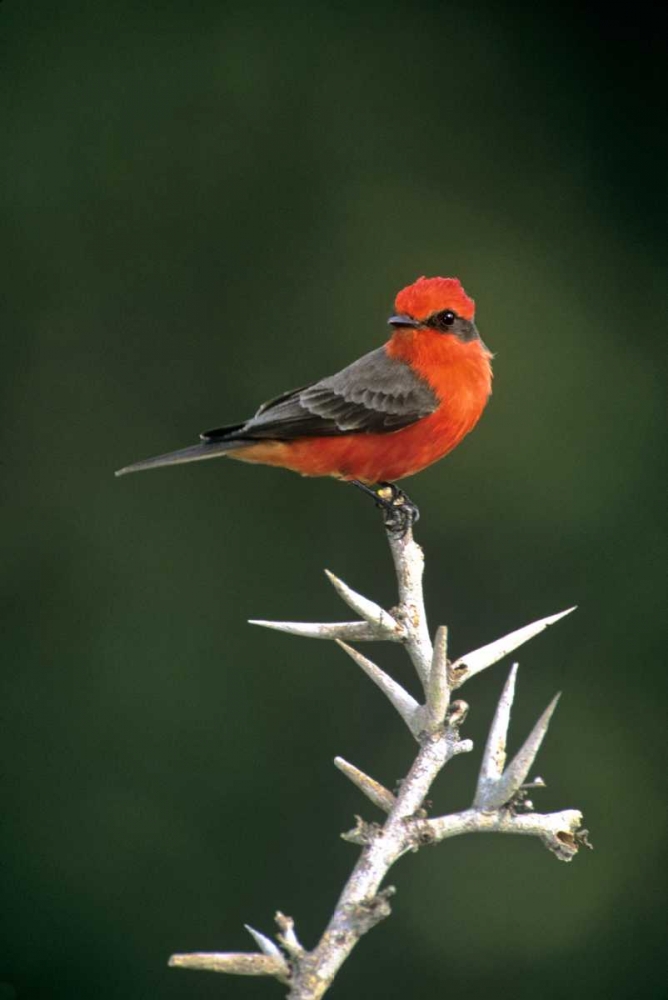 Wall Art Painting id:135975, Name: Mexico, Tamaulipas Vermillion flycatcher perched, Artist: Welling, Dave