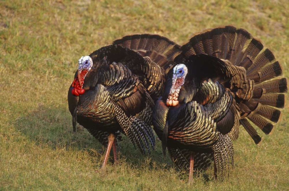 Wall Art Painting id:135921, Name: Mexico, Tamaulipas State Tom turkeys in display, Artist: Welling, Dave