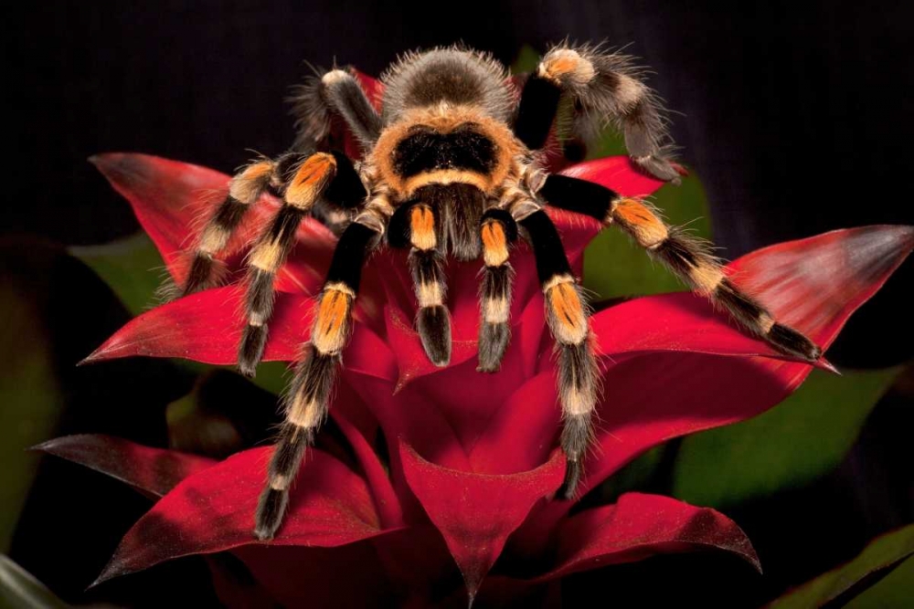 Wall Art Painting id:127481, Name: South America, Mexico Red-knee tarantula, Artist: Flaherty, Dennis