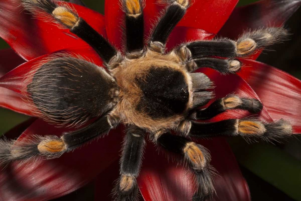 Wall Art Painting id:127482, Name: South America, Mexico Red-knee tarantula, Artist: Flaherty, Dennis