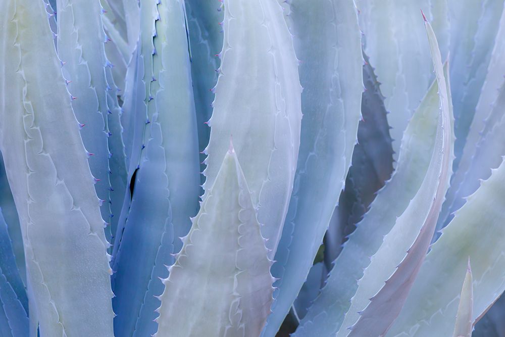 Wall Art Painting id:740505, Name: Mexico, Tecate, Rancho La Puerta. Close-up of agave leaves., Artist: Jaynes Gallery