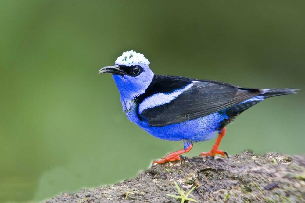 Wall Art Painting id:136032, Name: Panama Red-legged honeycreeper on boulder, Artist: Williams, Joanne