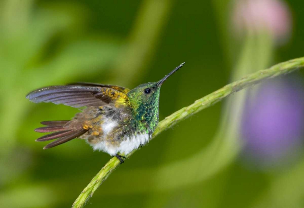 Wall Art Painting id:136024, Name: Panama Snowy-bellied hummingbird on limb, Artist: Williams, Joanne